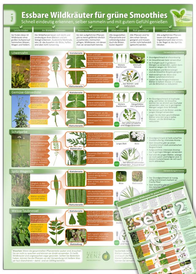 Essbare Wildkräuter für Grüne Smoothies - Erkennungskarte Teil 1 - Natürliche Frische erleben (2024)