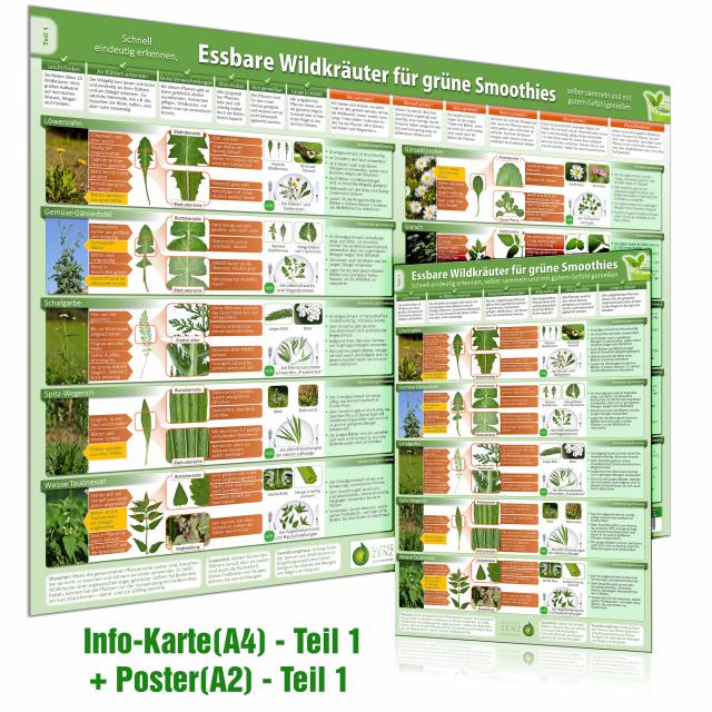 [2er Set] Essbare Wildkräuter für Grüne Smoothies Teil 1 Wissenskarte (A4) & Wandposter (A2)