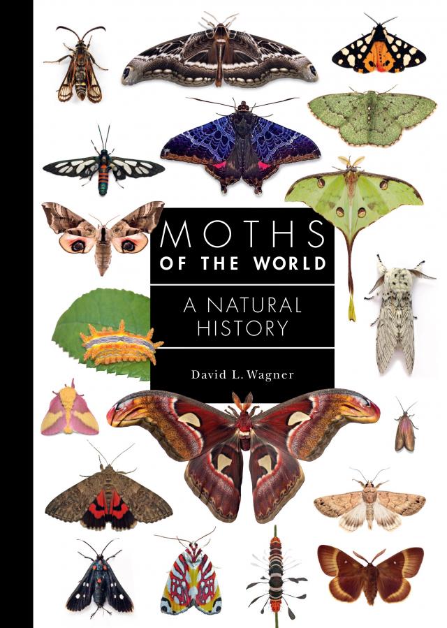 Moths of the World