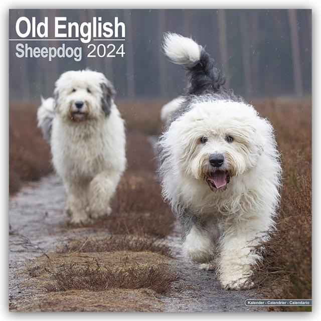 Old English Sheepdog - Bobtails 2024 - 16-Monatskalender