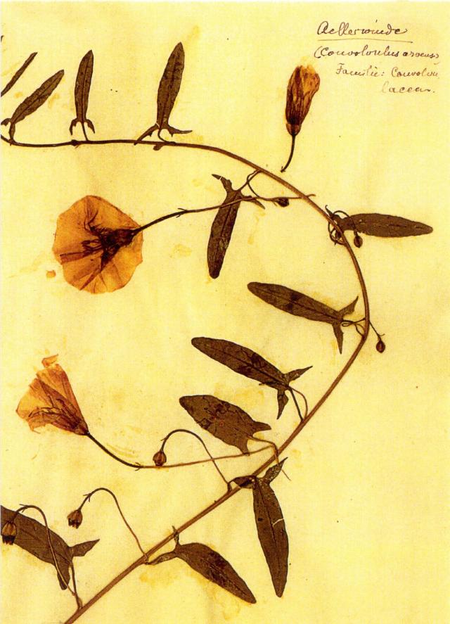 Herbarium Postkartenset