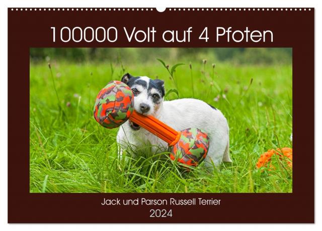 100000 Volt auf vier Pfoten - Jack und Parson Russell Terrier (Wandkalender 2024 DIN A2 quer), CALVENDO Monatskalender
