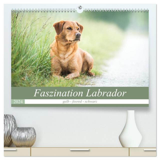 Faszination Labrador - gelb, foxred, schwarz (hochwertiger Premium Wandkalender 2024 DIN A2 quer), Kunstdruck in Hochglanz