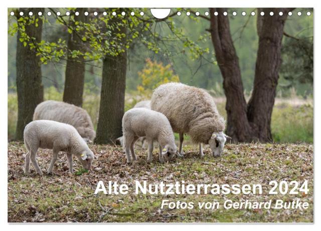 Alte Nutztierrassen 2024 (Wandkalender 2024 DIN A4 quer), CALVENDO Monatskalender