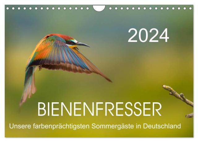 Bienenfresser, unsere farbenprächtigsten Sommergäste in Deutschland (Wandkalender 2024 DIN A4 quer), CALVENDO Monatskalender