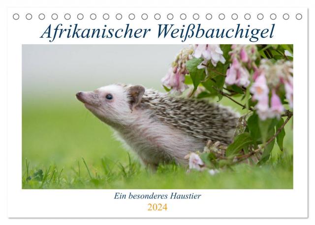Afrikanische Weißbauchigel (Tischkalender 2024 DIN A5 quer), CALVENDO Monatskalender