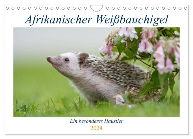 Afrikanische Weißbauchigel (Wandkalender 2024 DIN A4 quer), CALVENDO Monatskalender