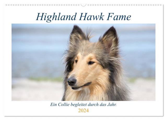 Highland Hawk Fame - Ein Collie begleitet durch das Jahr (Wandkalender 2024 DIN A2 quer), CALVENDO Monatskalender