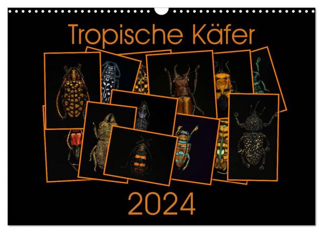Tropische Käfer (Wandkalender 2024 DIN A3 quer), CALVENDO Monatskalender