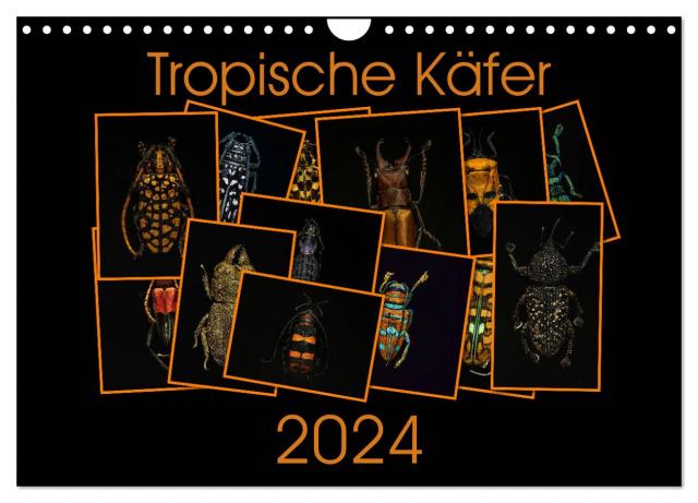 Tropische Käfer (Wandkalender 2024 DIN A4 quer), CALVENDO Monatskalender