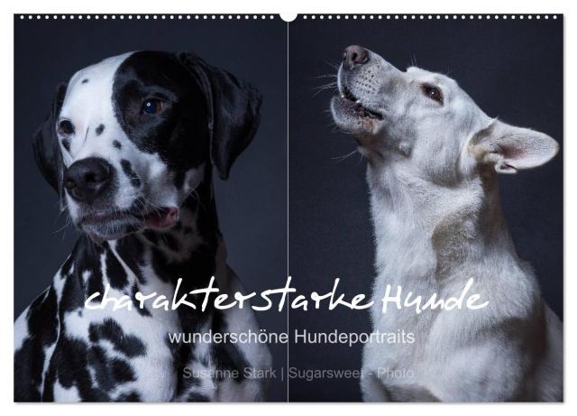 charakterstarke Hunde, wunderschöne Hundeportraits (Wandkalender 2024 DIN A2 quer), CALVENDO Monatskalender