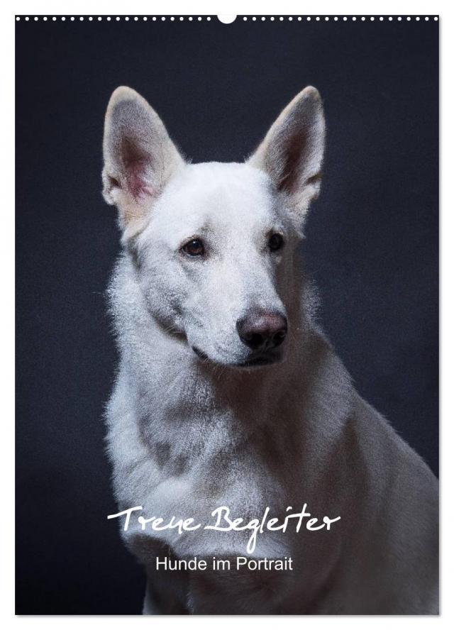 Treue Wegbegleiter, Hunde im Portrait. (Wandkalender 2024 DIN A2 hoch), CALVENDO Monatskalender