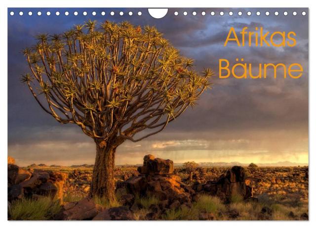 Afrikas Bäume (Wandkalender 2024 DIN A4 quer), CALVENDO Monatskalender