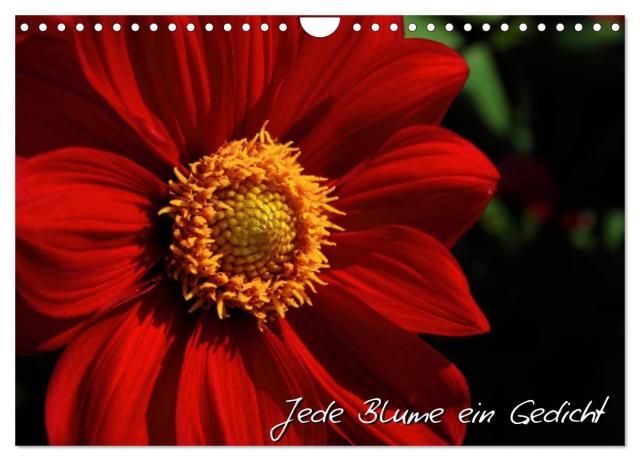 Jede Blume ein Gedicht (Wandkalender 2024 DIN A4 quer), CALVENDO Monatskalender
