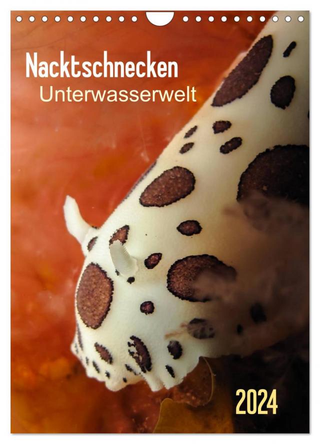 Nacktschnecken - Unterwasserwelt 2024 (Wandkalender 2024 DIN A4 hoch), CALVENDO Monatskalender