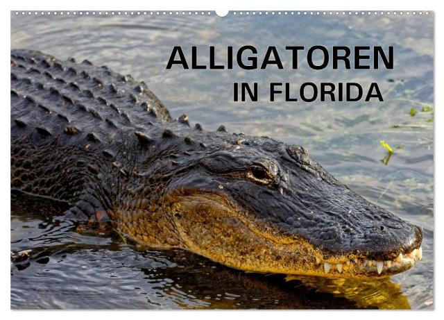 ALLIGATOREN in Florida (Wandkalender 2024 DIN A2 quer), CALVENDO Monatskalender
