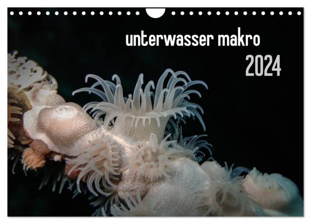 unterwasser makro 2024 (Wandkalender 2024 DIN A4 quer), CALVENDO Monatskalender