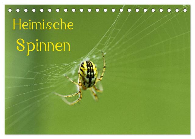 Heimische Spinnen (Tischkalender 2024 DIN A5 quer), CALVENDO Monatskalender