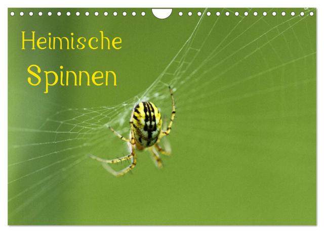 Heimische Spinnen (Wandkalender 2024 DIN A4 quer), CALVENDO Monatskalender