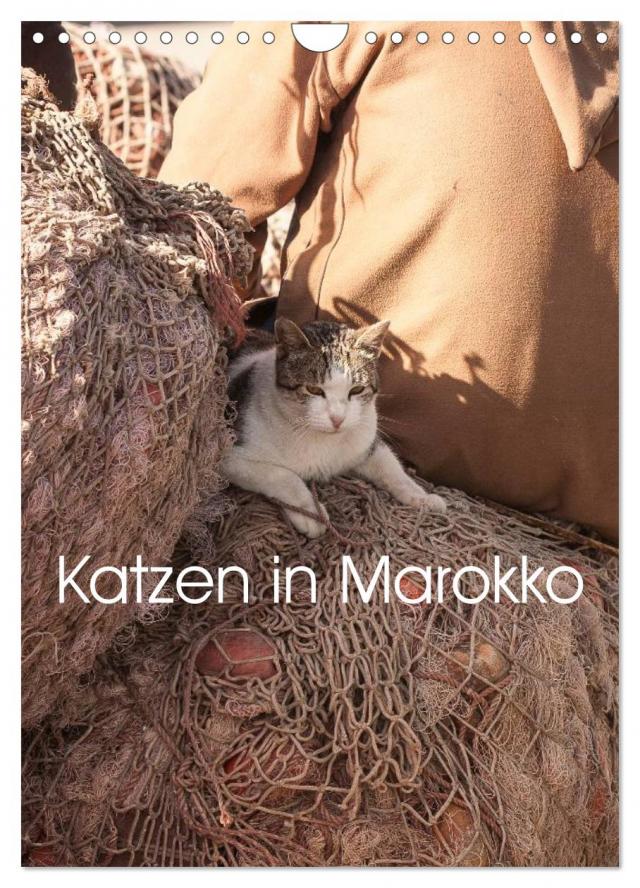 Katzen in Marokko (Wandkalender 2024 DIN A4 hoch), CALVENDO Monatskalender