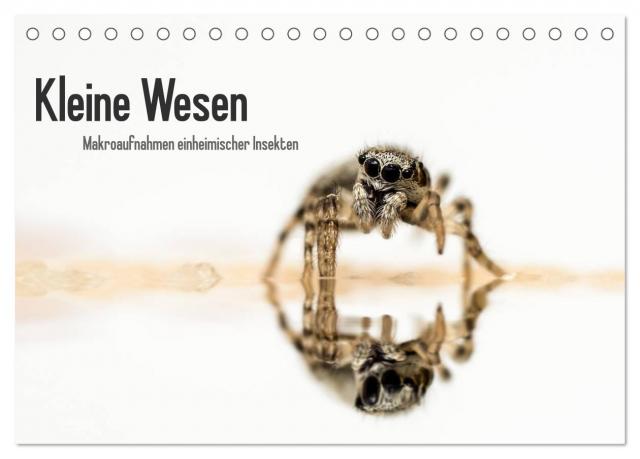 Kleine Wesen – Makroaufnahmen von einheimischen Insekten (Tischkalender 2024 DIN A5 quer), CALVENDO Monatskalender