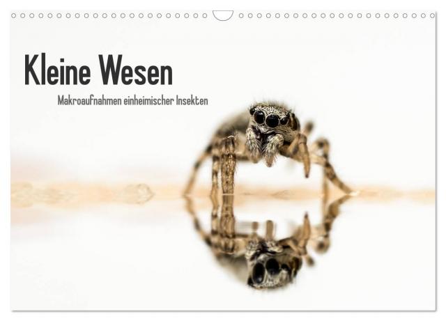 Kleine Wesen – Makroaufnahmen von einheimischen Insekten (Wandkalender 2024 DIN A3 quer), CALVENDO Monatskalender