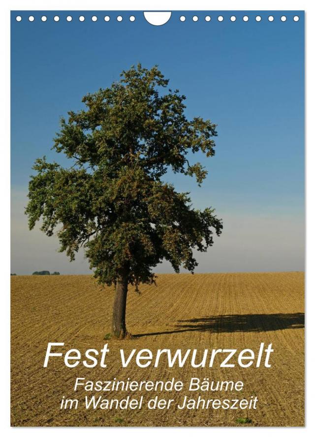 Fest verwurzelt - Faszinierende Bäume im Wandel der Jahreszeit (Wandkalender 2024 DIN A4 hoch), CALVENDO Monatskalender
