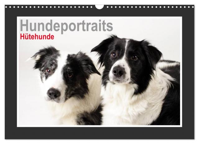 Hundeportraits - Hütehunde (Wandkalender 2024 DIN A3 quer), CALVENDO Monatskalender