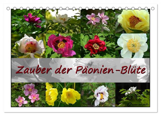 Zauber der Päonien-Blüte (Tischkalender 2024 DIN A5 quer), CALVENDO Monatskalender