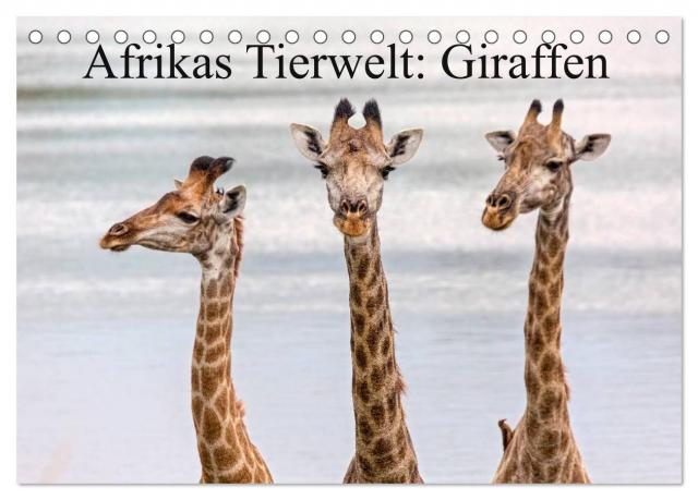 Afrikas Tierwelt: Giraffen (Tischkalender 2024 DIN A5 quer), CALVENDO Monatskalender