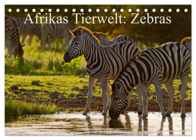Afrikas Tierwelt: Zebras (Tischkalender 2024 DIN A5 quer), CALVENDO Monatskalender