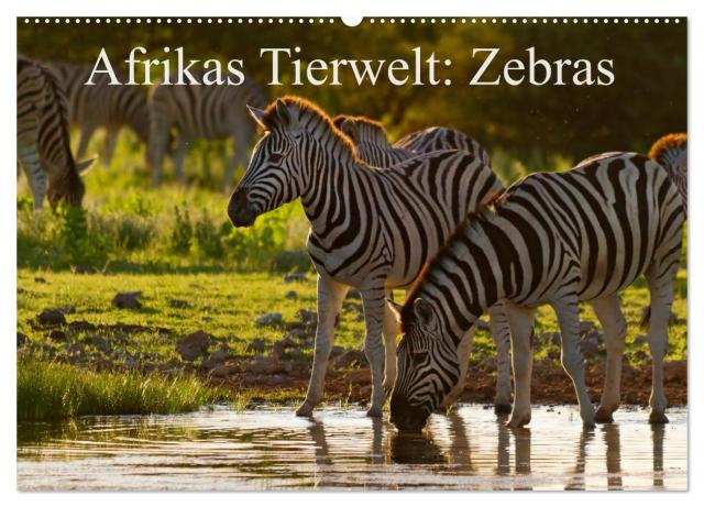 Afrikas Tierwelt: Zebras (Wandkalender 2024 DIN A2 quer), CALVENDO Monatskalender