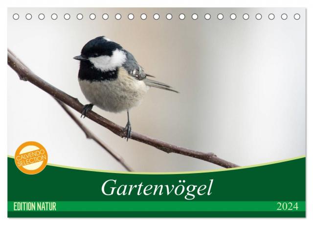 Gartenvögel (Tischkalender 2024 DIN A5 quer), CALVENDO Monatskalender