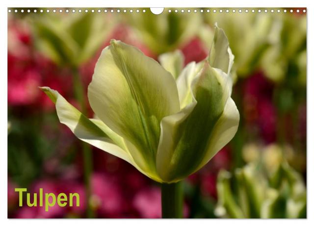 Tulpen (Wandkalender 2024 DIN A3 quer), CALVENDO Monatskalender