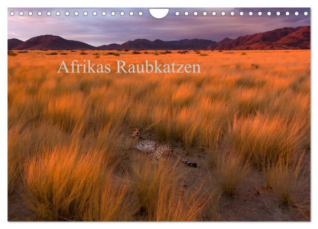 Afrikas Raubkatzen (Wandkalender 2024 DIN A4 quer), CALVENDO Monatskalender