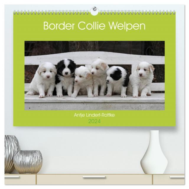 Border Collie Welpen (hochwertiger Premium Wandkalender 2024 DIN A2 quer), Kunstdruck in Hochglanz