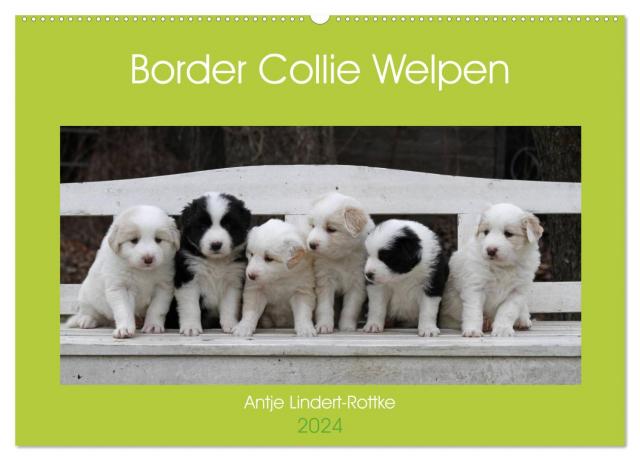 Border Collie Welpen (Wandkalender 2024 DIN A2 quer), CALVENDO Monatskalender