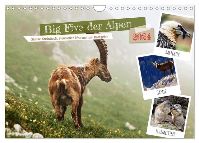 Big Five der Alpen Gämse, Steinbock, Murmeltier, Steinadler, Bartgeier (Wandkalender 2024 DIN A4 quer), CALVENDO Monatskalender