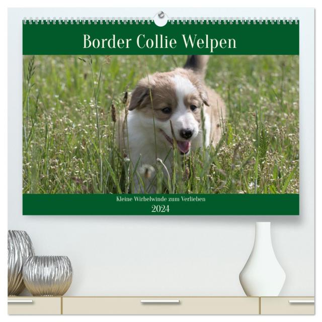 Border Collie Welpen - Kleine Wirbelwinde zum Verlieben (hochwertiger Premium Wandkalender 2024 DIN A2 quer), Kunstdruck in Hochglanz