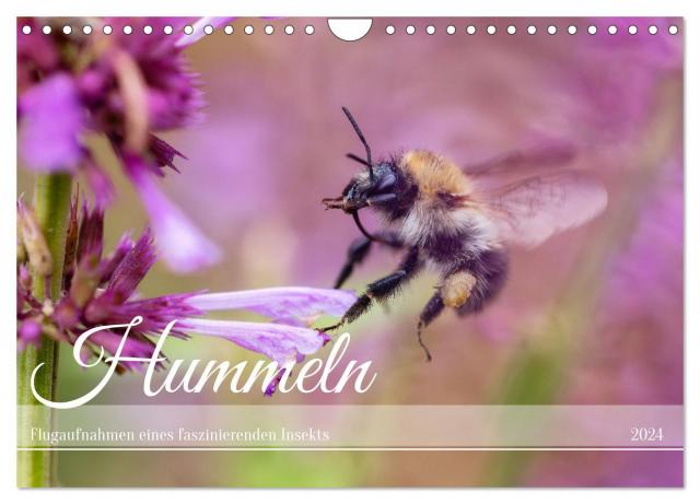 Hummeln - Flugaufnahmen eines faszinierenden Insekts (Wandkalender 2024 DIN A4 quer), CALVENDO Monatskalender