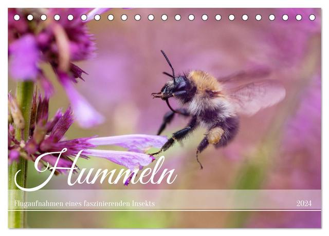Hummeln - Flugaufnahmen eines faszinierenden Insekts (Tischkalender 2024 DIN A5 quer), CALVENDO Monatskalender