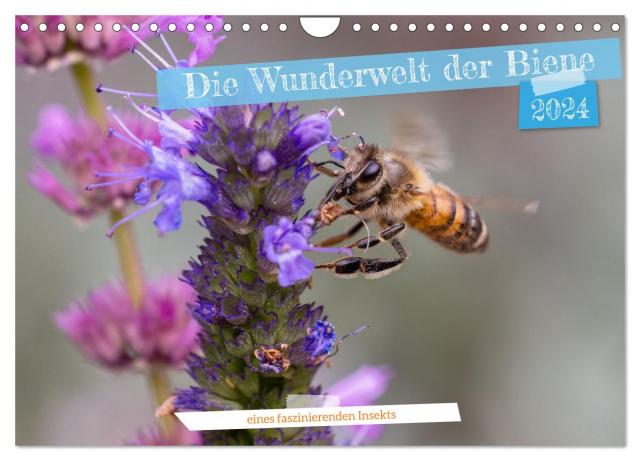 Die Wunderwelt der Biene (Wandkalender 2024 DIN A4 quer), CALVENDO Monatskalender