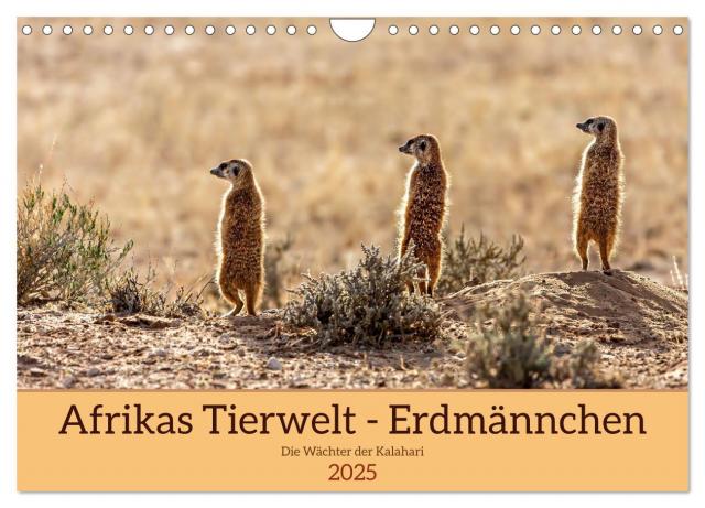 Afrikas Tierwelt - Erdmännchen (Wandkalender 2025 DIN A4 quer), CALVENDO Monatskalender