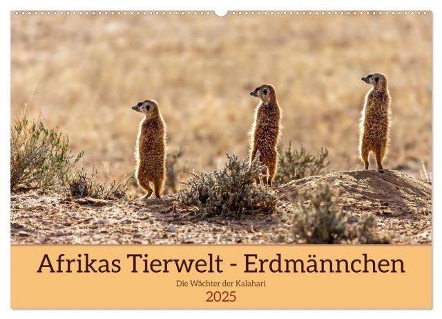 Afrikas Tierwelt - Erdmännchen (Wandkalender 2025 DIN A2 quer), CALVENDO Monatskalender