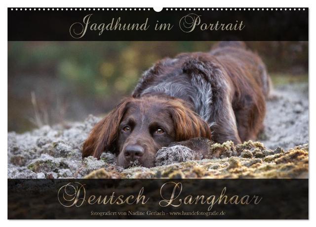 Jagdhund im Portrait - Deutsch Langhaar (Wandkalender 2025 DIN A2 quer), CALVENDO Monatskalender