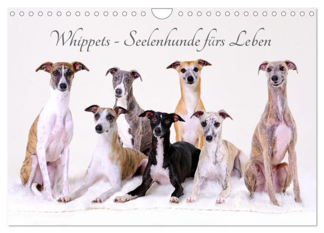 Whippets - Seelenhunde fürs Leben (Wandkalender 2025 DIN A4 quer), CALVENDO Monatskalender