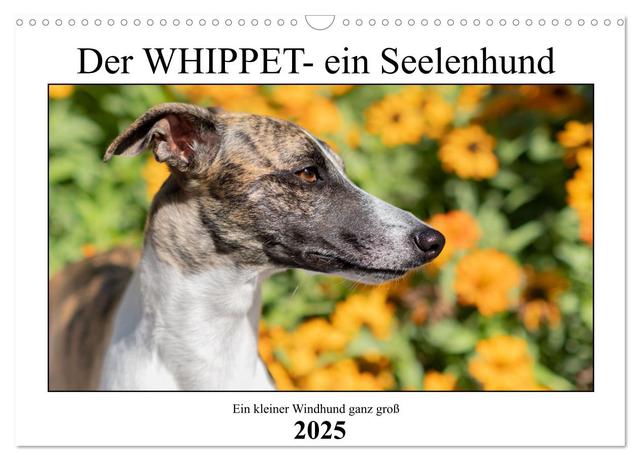 Der Whippet - ein Seelenhund (Wandkalender 2025 DIN A3 quer), CALVENDO Monatskalender