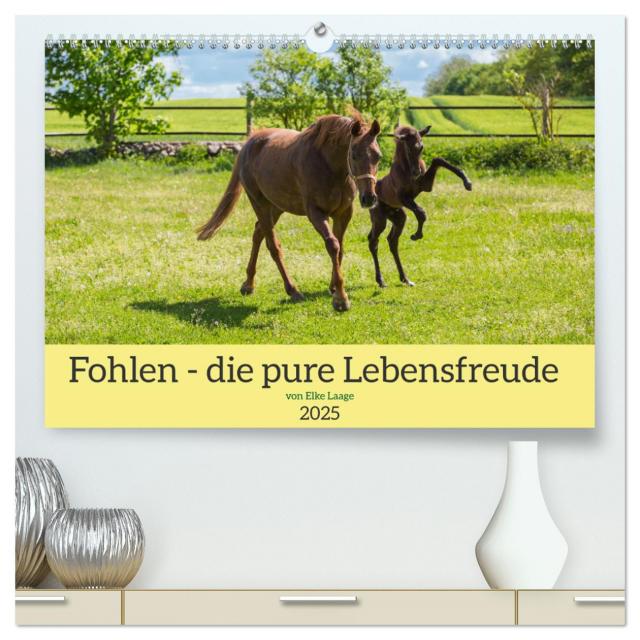Fohlen - die pure Lebensfreude (hochwertiger Premium Wandkalender 2025 DIN A2 quer), Kunstdruck in Hochglanz