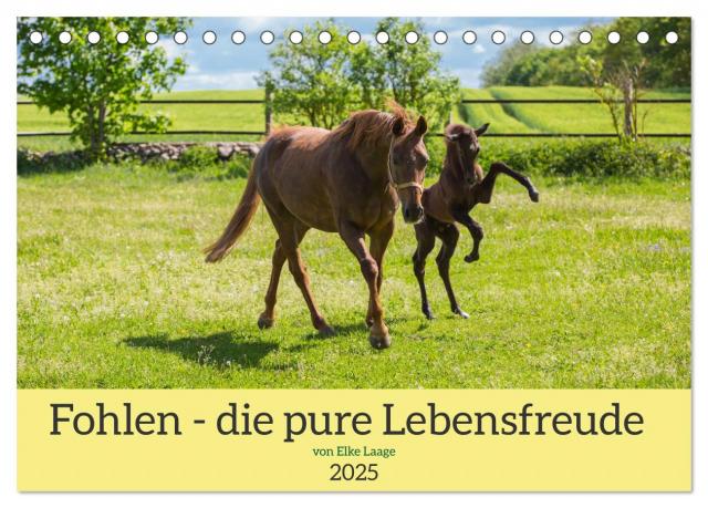 Fohlen - die pure Lebensfreude (Tischkalender 2025 DIN A5 quer), CALVENDO Monatskalender