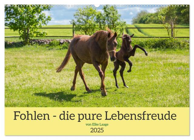 Fohlen - die pure Lebensfreude (Wandkalender 2025 DIN A2 quer), CALVENDO Monatskalender